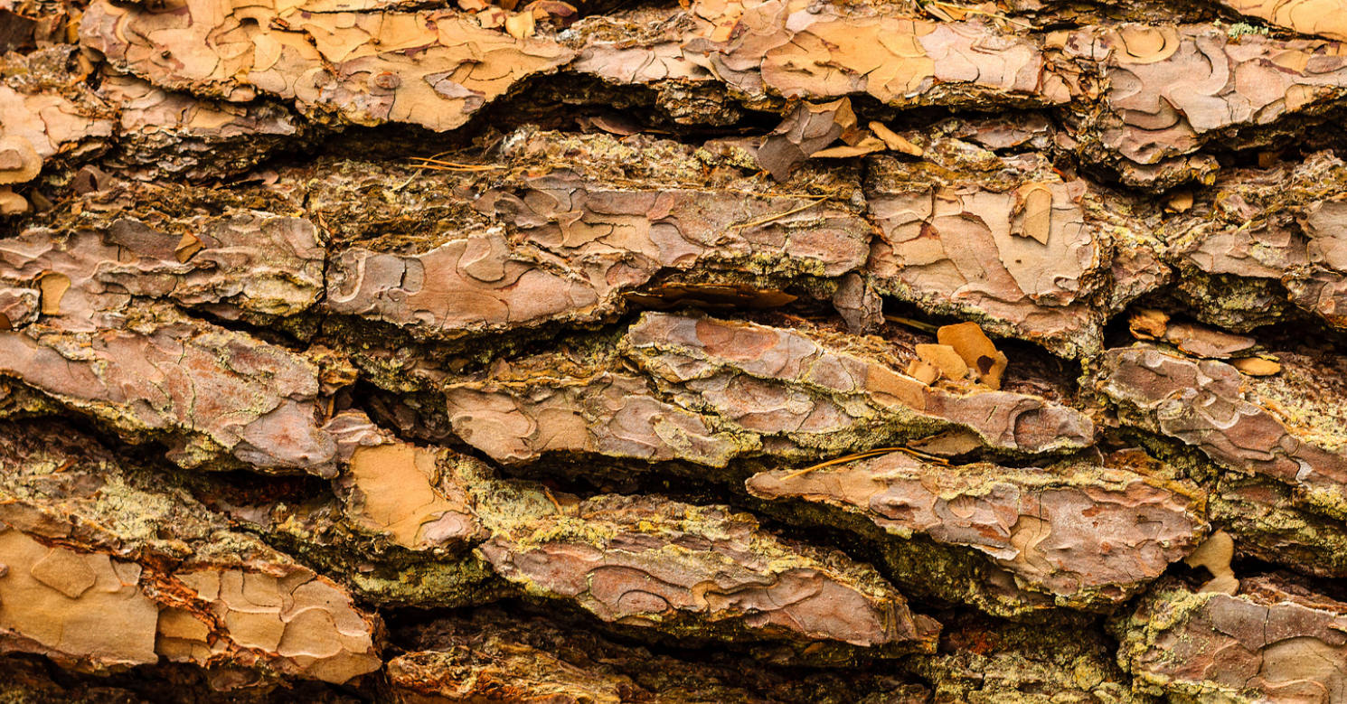 forest bark