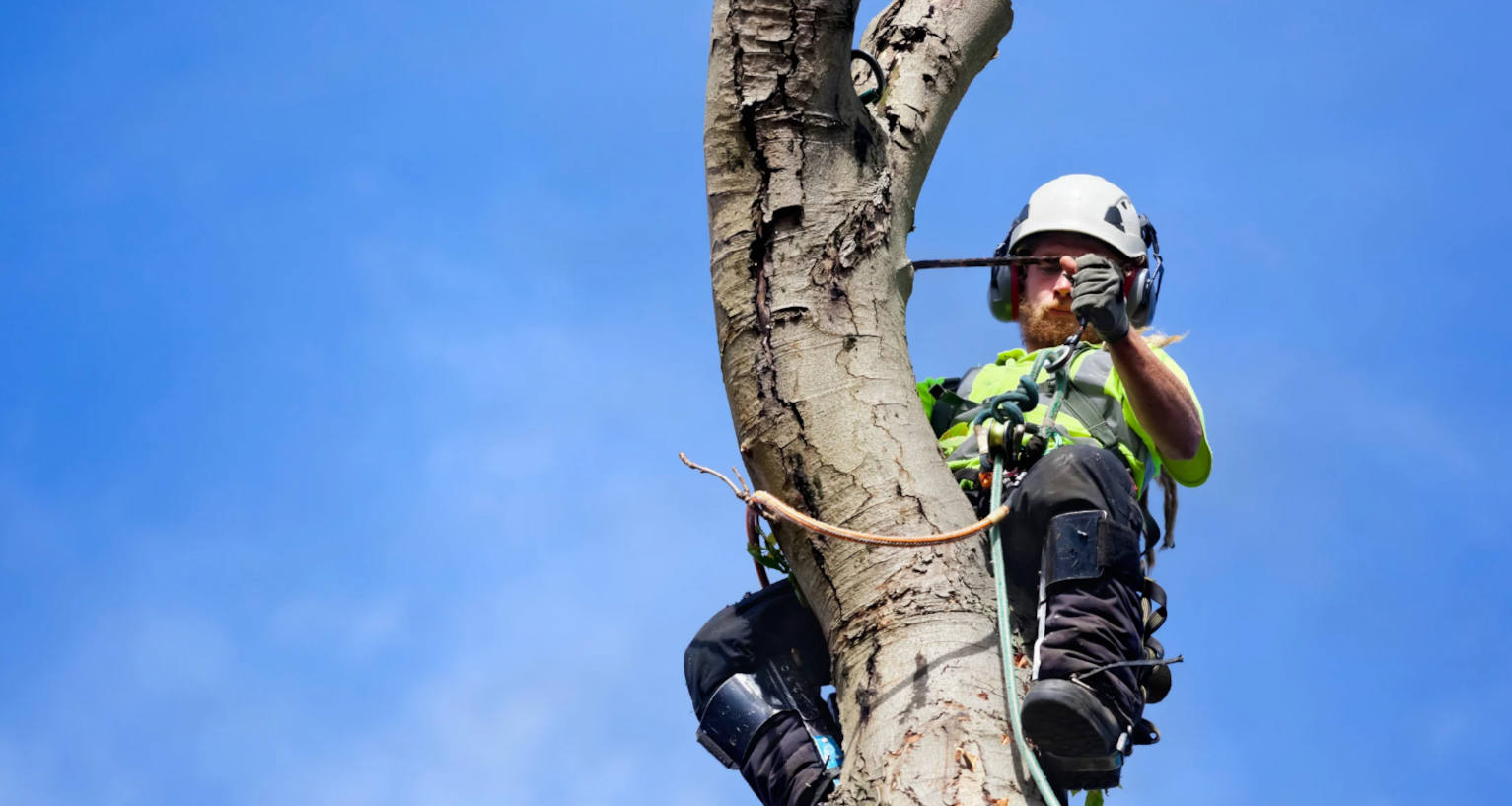 section tree felling