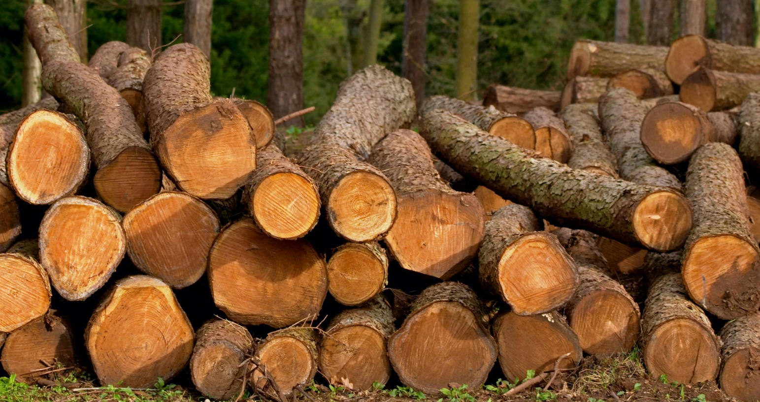 fresh cut logs