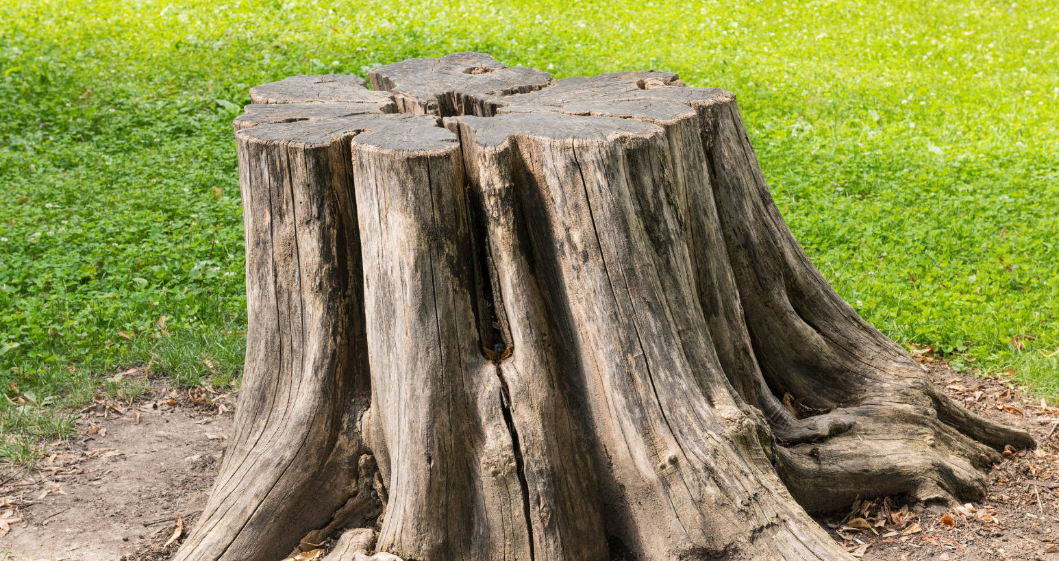 stump grinding