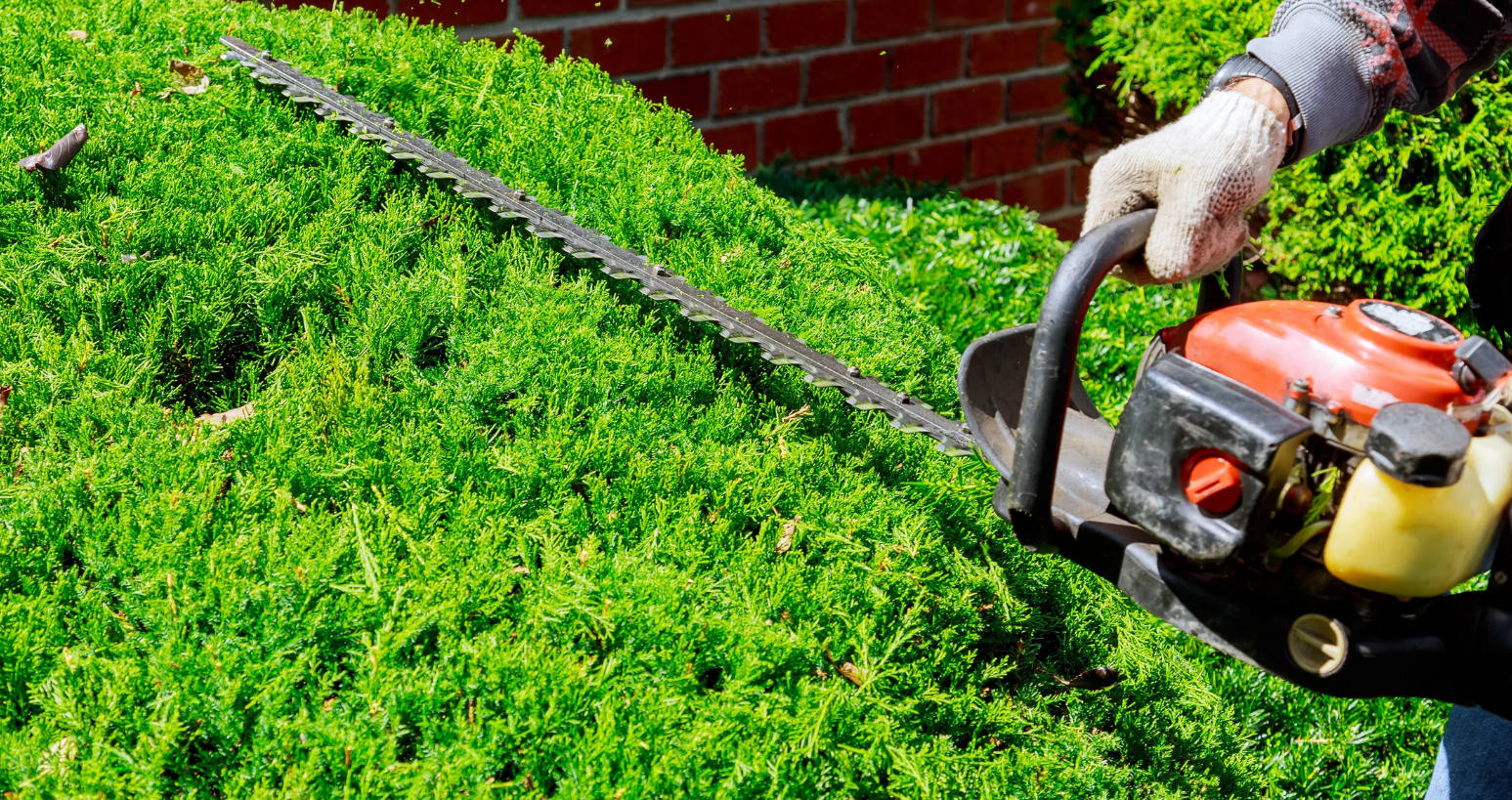 hedge trimming