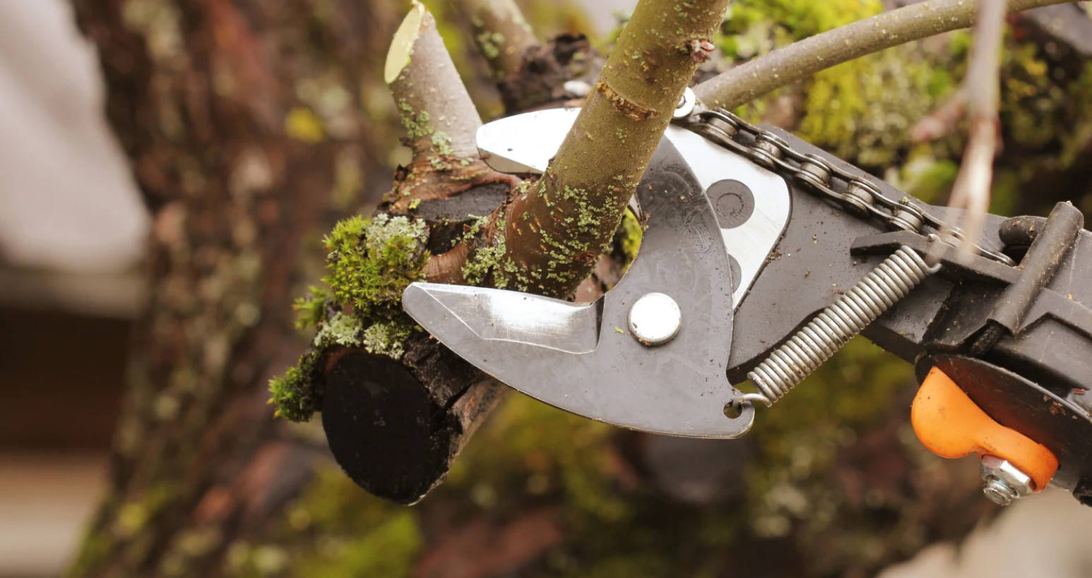 tree pruning