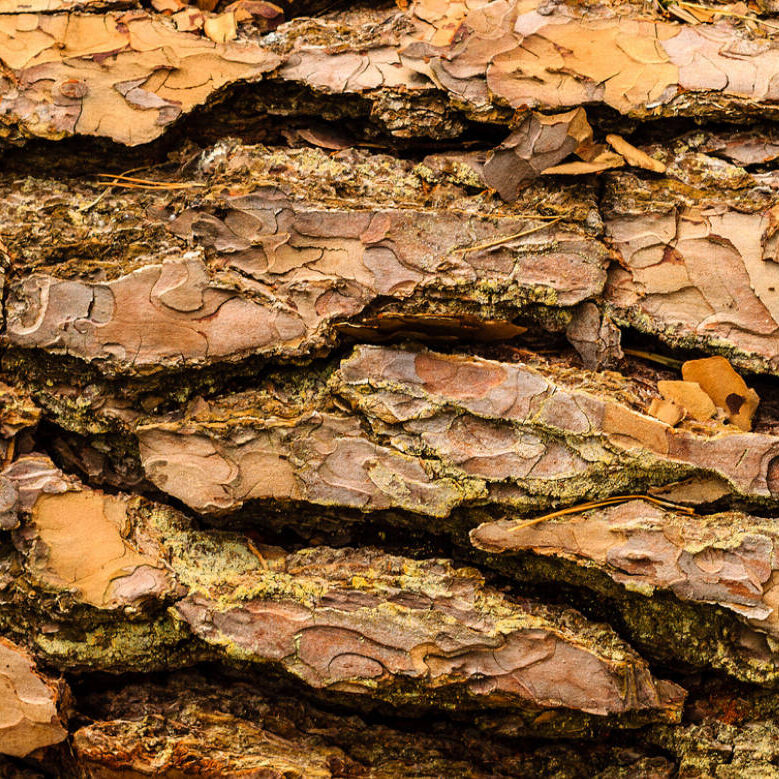 forest bark forest bark